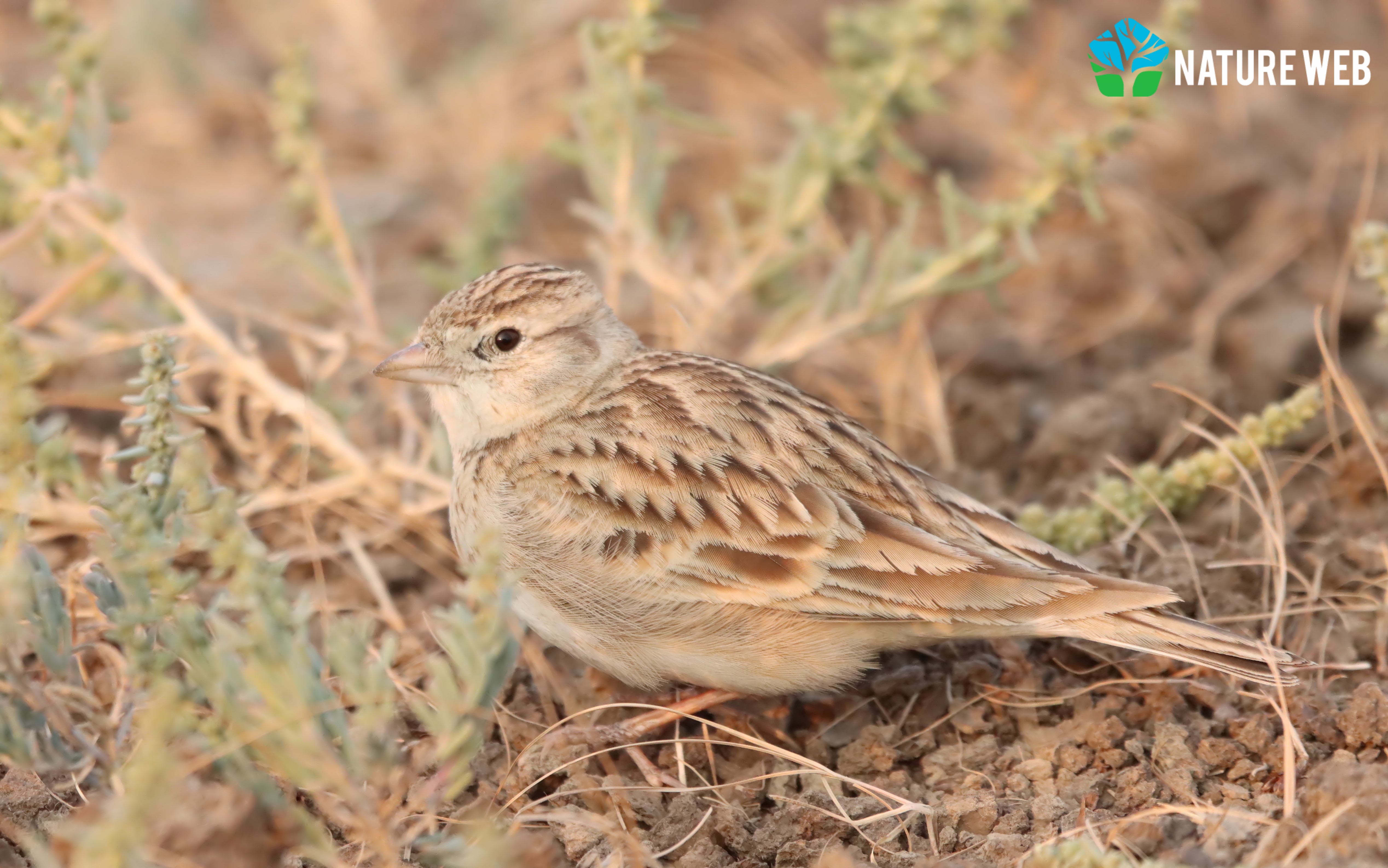 Short-toed Lark